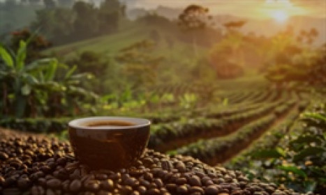 Báo cáo Hàng hóa quý 3/2025 (Kỳ 2): Tín hiệu phân kỳ xuất hiện